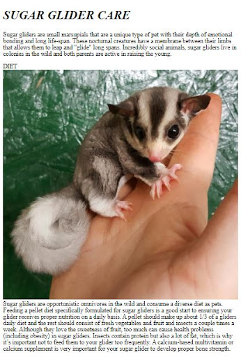 Pet Sugar Glider Care Guide