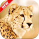 Cheetah Wallpaper - Androidアプリ