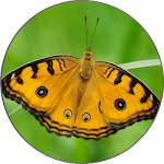 Cover Image of Download Butterflies Free Wallpapers 1.1.1.0 APK