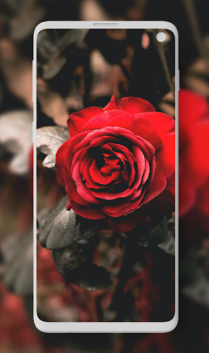 Download Rose Wallpaper - Rosely Free for Android - Rose Wallpaper - Rosely  APK Download 