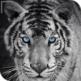 HD Colorful Tiger Wallpapers icon