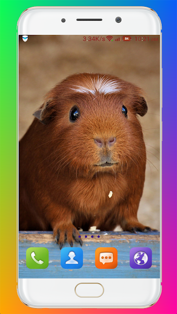 Imágen 8 Guinea Pig Wallpaper android