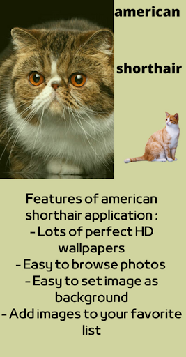 american shorthair Screen 2