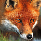 red fox live wallpaper icon