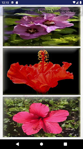 Hibiscus: HD Flower Wallpapers 2.51 APK + Mod (Unlimited money) إلى عن على ذكري المظهر