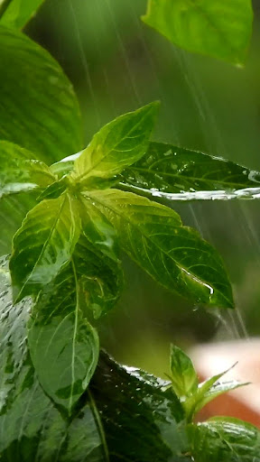 Android application rainy day wallpaper screenshort