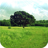 Beauty of summer forest. HDLWP icon