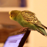 Parrot on Laptop Free LWP icon