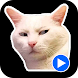 Cat Meme Animated Stickers - Androidアプリ
