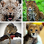 Cheetah Wallpapers: HD Images, Free Pics download