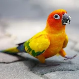 Parrots wallpapers icon