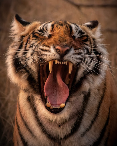 Android application Animal documentaries screenshort