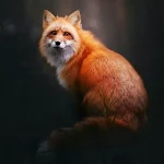 Cover Image of Tải xuống Fox Wallpapers  APK