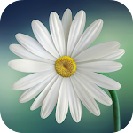 Cover Image of Скачать Nature Wallpapers  APK