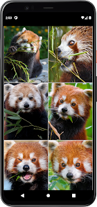 Imágen 10 Fondos de Panda Rojo android