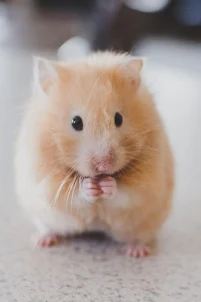Hamster Video Wallpaper