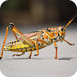 Cover Image of Descargar Grasshopper Wallpaper  APK