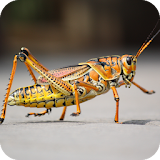 Grasshopper Wallpaper icon