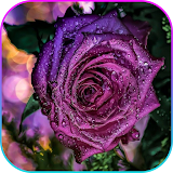 Roses & flowers live wallpaper icon