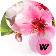 Spring Wallpapers 🌺 3.0.2 Icon