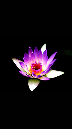 Android application water lilies wallpaper screenshort