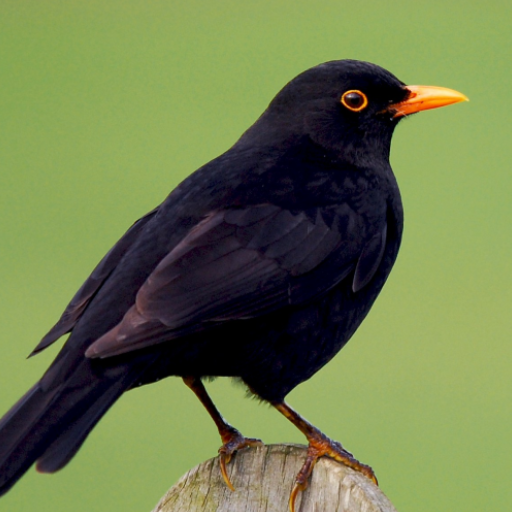 Blackbird Sounds  Icon