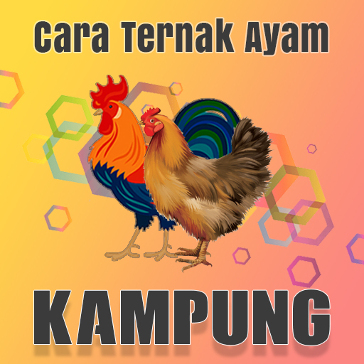 Cara Ternak Ayam Kampung