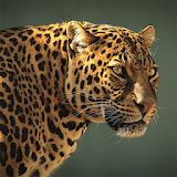 Safari Animal Sounds and List icon