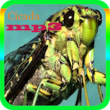 Cicada Mp3 icon