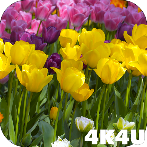 4K Flower Glade Video Live Wal  Icon