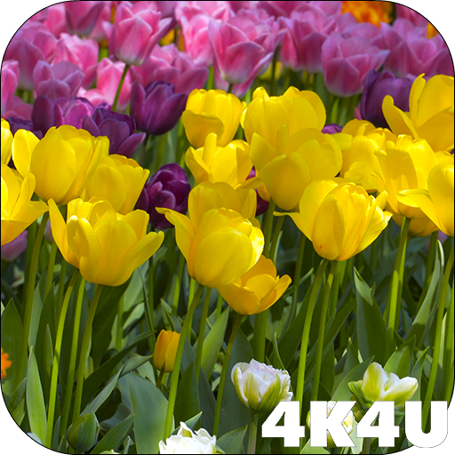 4K Flower Glade Video Live Wal
