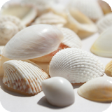 Seashell Live Wallpaper icon
