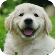 Top 49 Personalization Apps Like Cute Baby Labrador Retriever Puppy - Best Alternatives