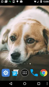 beagle dog wallpaper