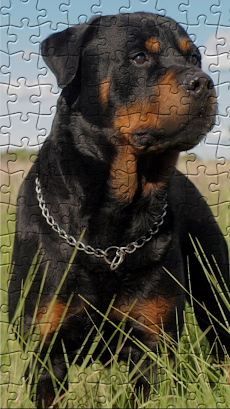 Quebra-Cabeças Rottweilerのおすすめ画像1
