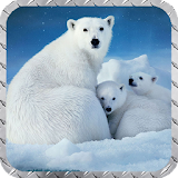 Polar Bear Wallpaper icon