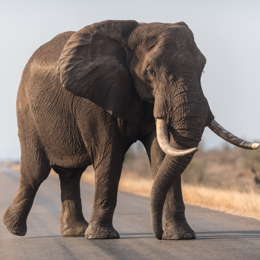 Elephant Sounds logo