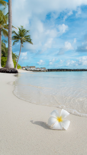 Summer Wallpaper ekran görüntüsü