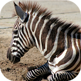 ZebraBG: The Zebra Wallpapers icon