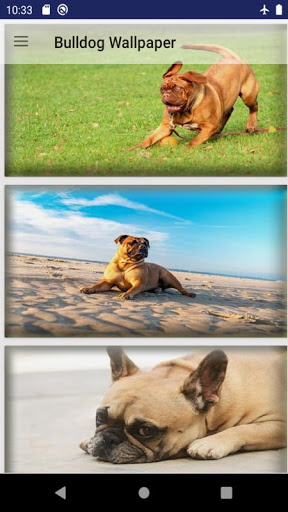 Bulldog Wallpaper Screen 2