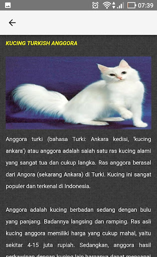 Panduan Lengkap Kucing