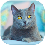 Cover Image of Download Cat Live Wallpaper 1.0 APK