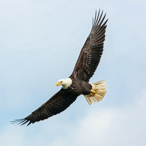 Eagle Wallpapers logo