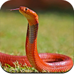 Cover Image of Download Snake Wallpaper HD  APK