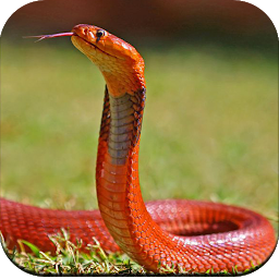 Icon image Snake Wallpaper HD