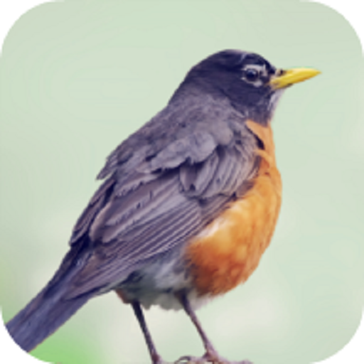 Robin Bird Sounds logo