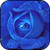 [最も人気のある！] 青い ��薇 壁紙 700251-青い薔薇 壁���
