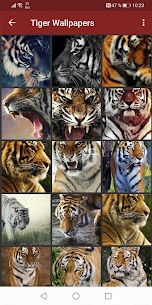 Tiger Wallpapers 7