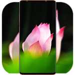 Cover Image of ดาวน์โหลด Lotus Wallpaper HD  APK
