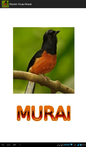 Android application Master Kicau Murai screenshort